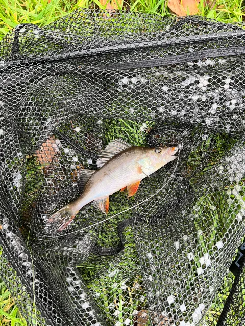 Flussbarsch