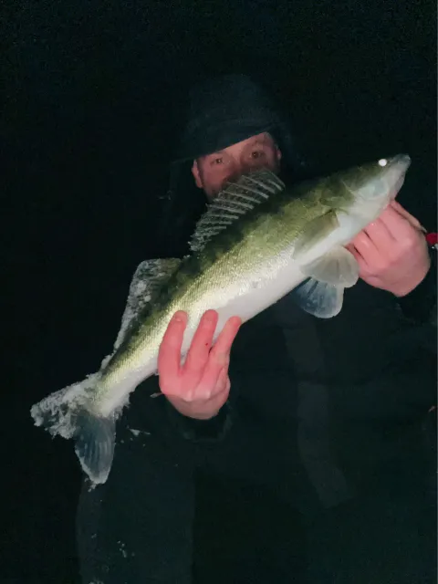 Zander