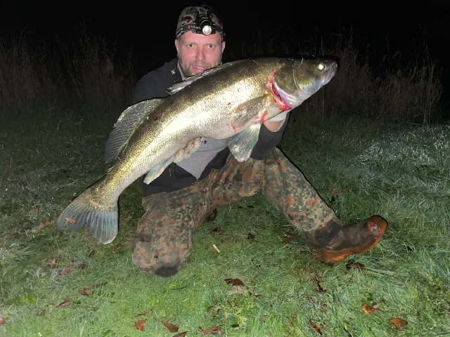 Zander
