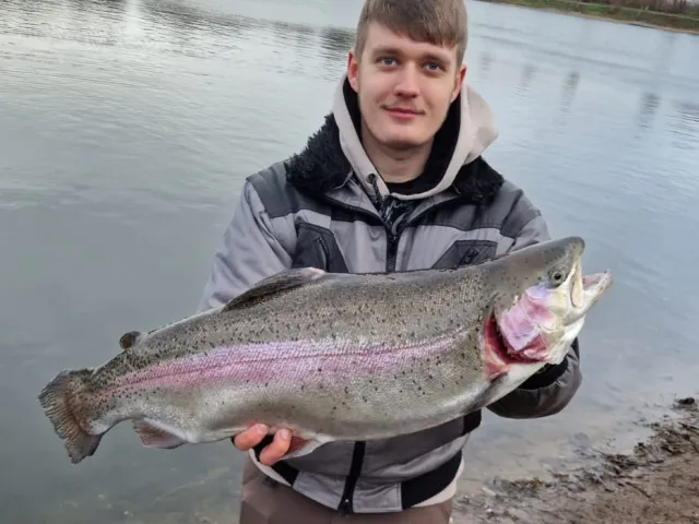Regenbogenforelle