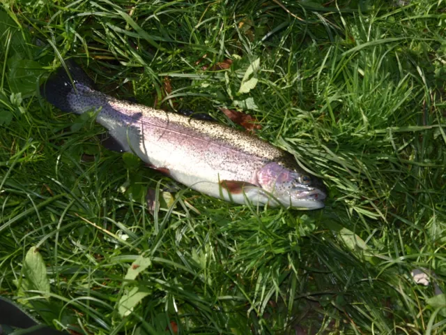 Regenbogenforelle