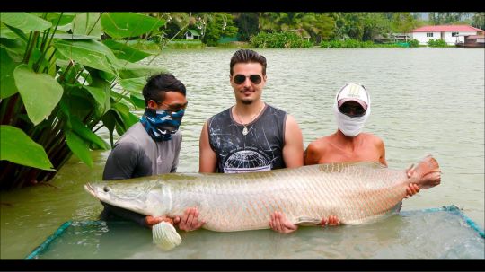 Arapaima