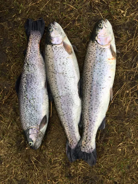Regenbogenforelle