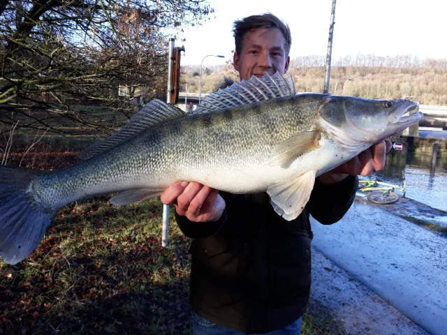 Zander