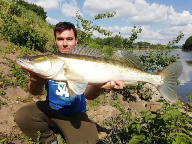 Zander