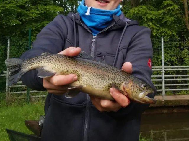 Regenbogenforelle