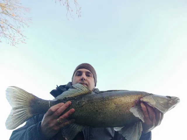 Zander