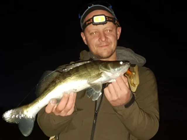 Zander