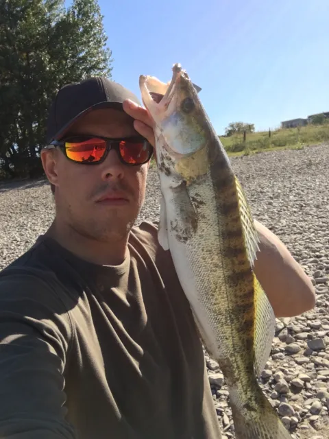 Zander