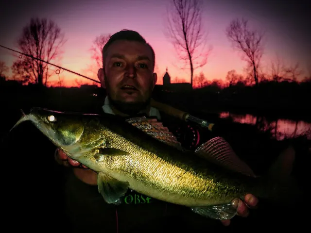 Zander