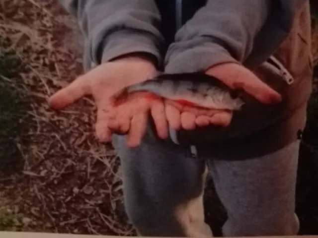 Flussbarsch