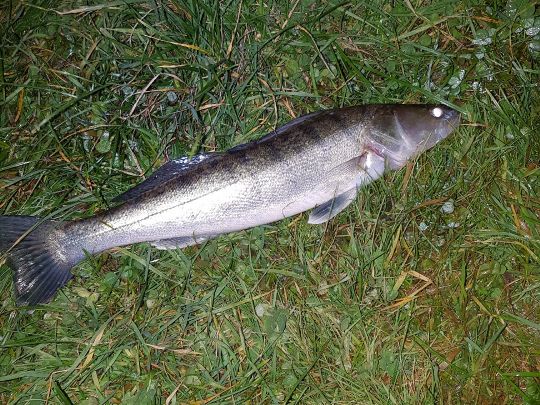 Zander