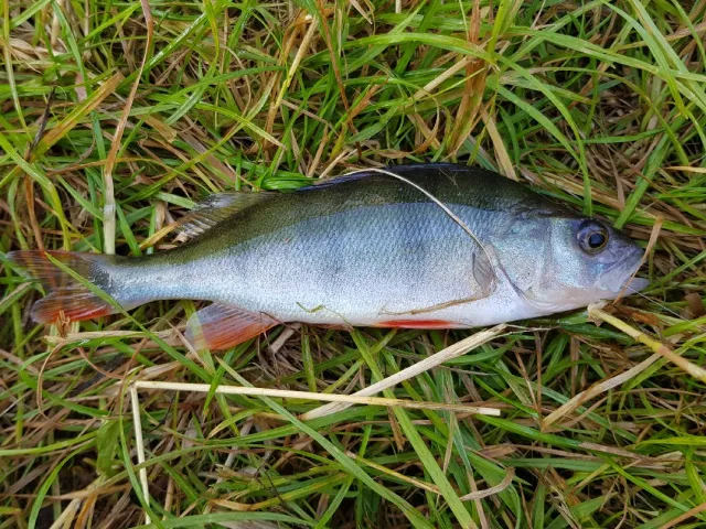 Flussbarsch