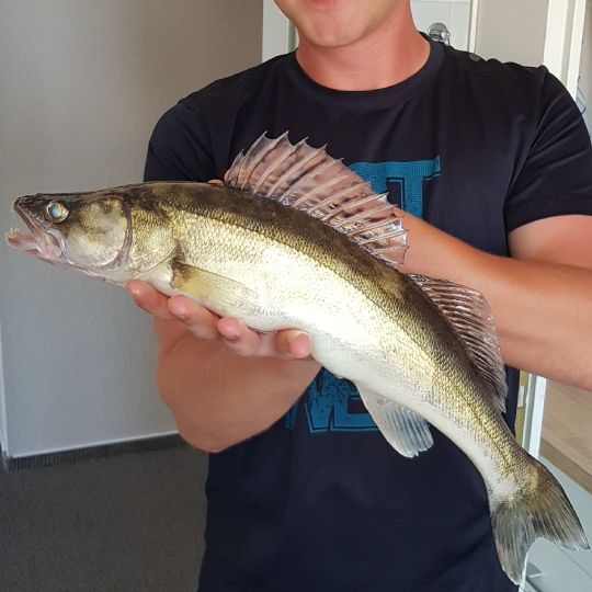 Zander