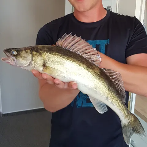Zander