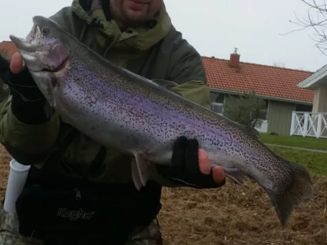 Regenbogenforelle
