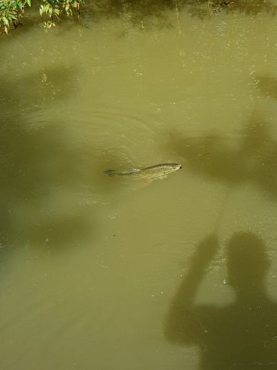 Döbel