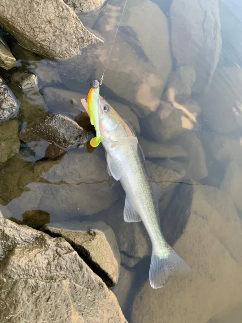 Zander