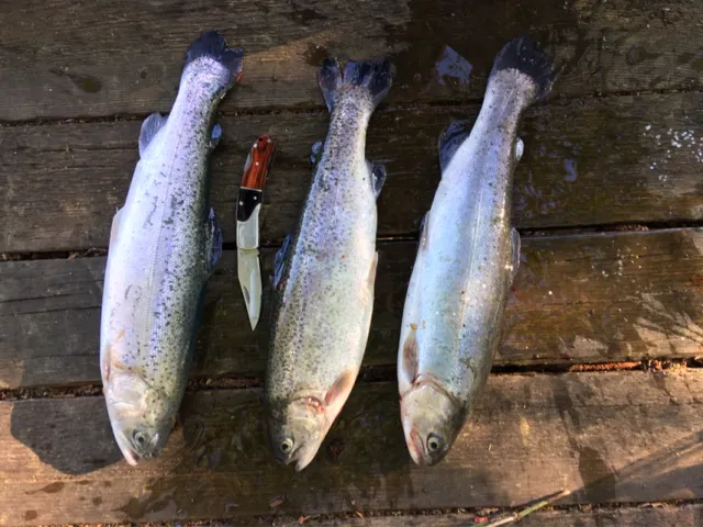 Regenbogenforelle