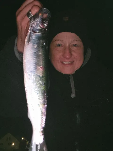 Hering