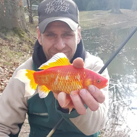 Goldfisch