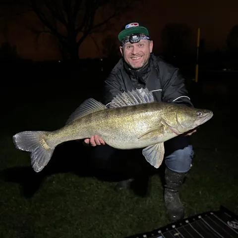 Zander