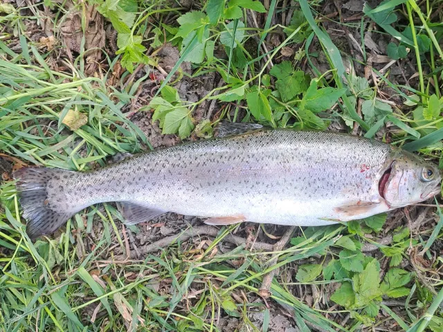 Regenbogenforelle