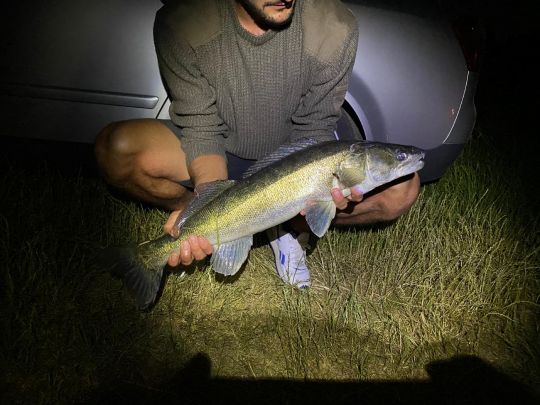 Zander