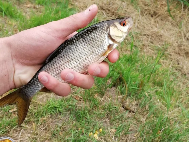 Rotauge