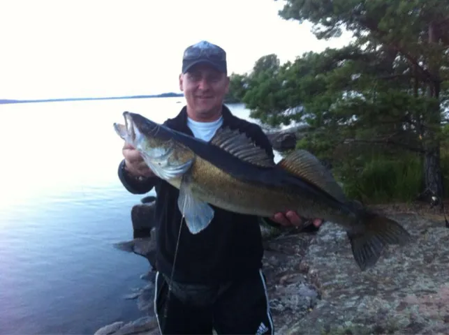 Zander