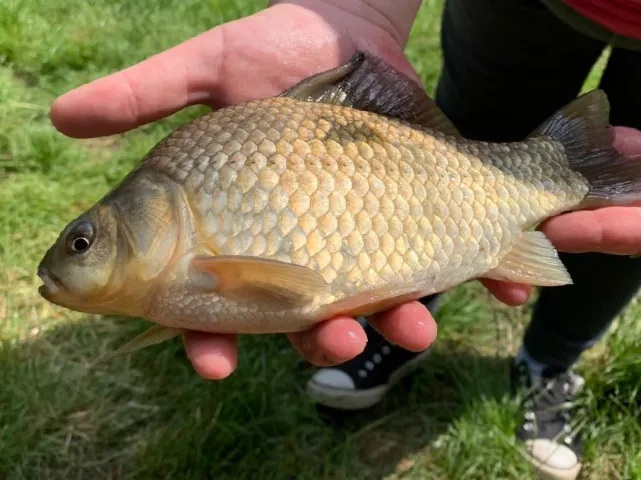 Giebel