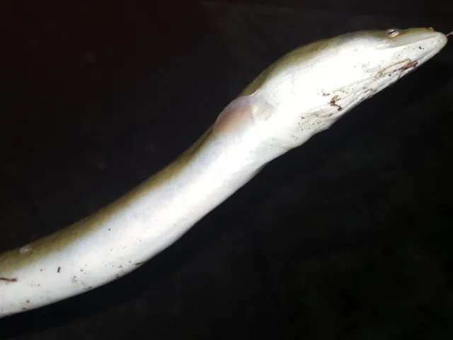 Aal