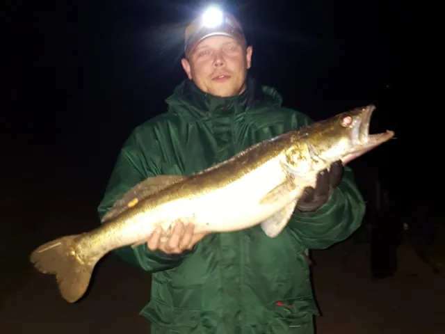 Zander