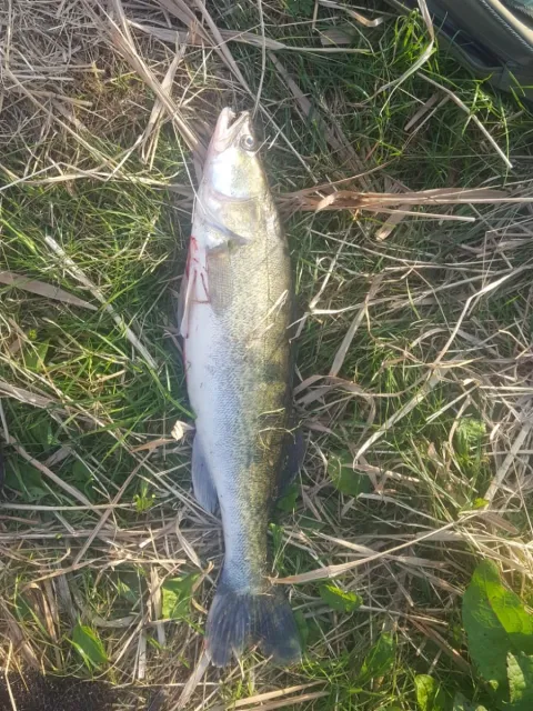 Zander