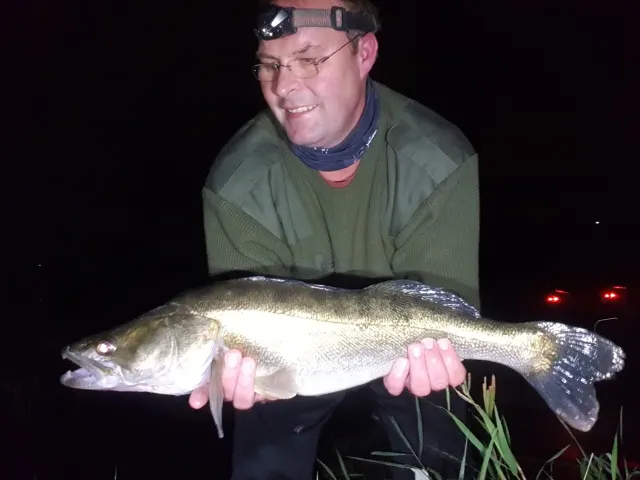 Zander