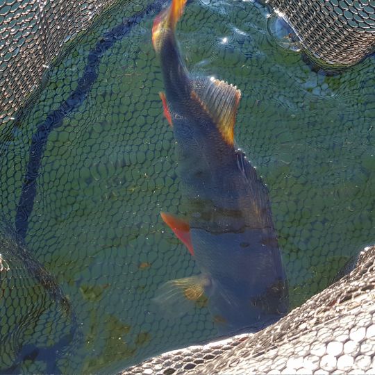 Flussbarsch