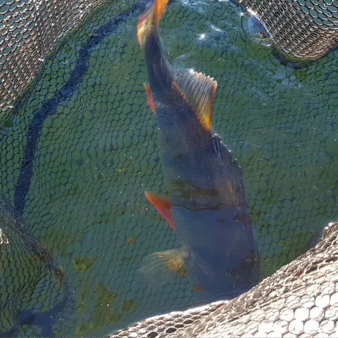 Flussbarsch