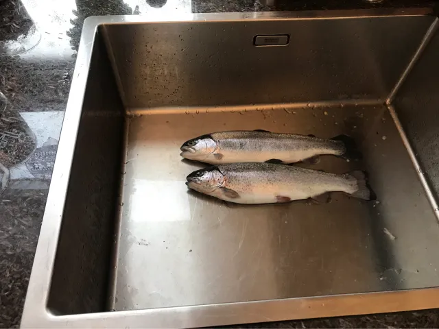 Regenbogenforelle