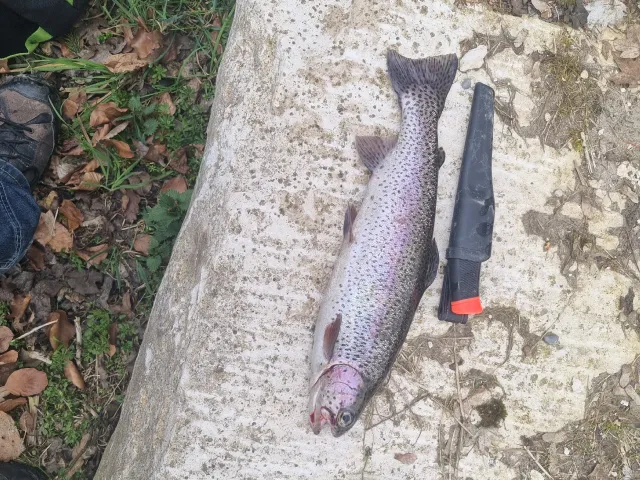 Regenbogenforelle