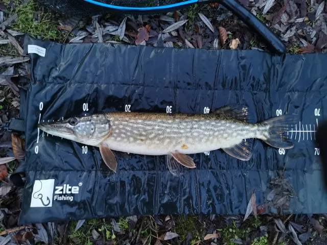 Hecht