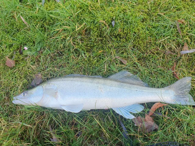 Zander