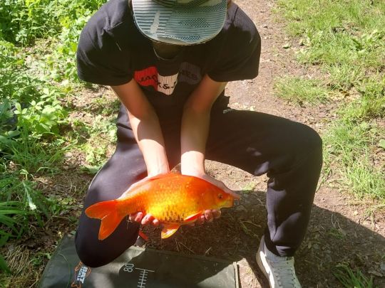 Goldfisch