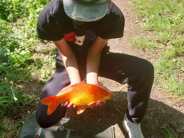 Goldfisch