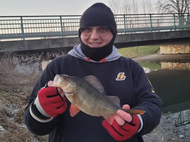 Flussbarsch