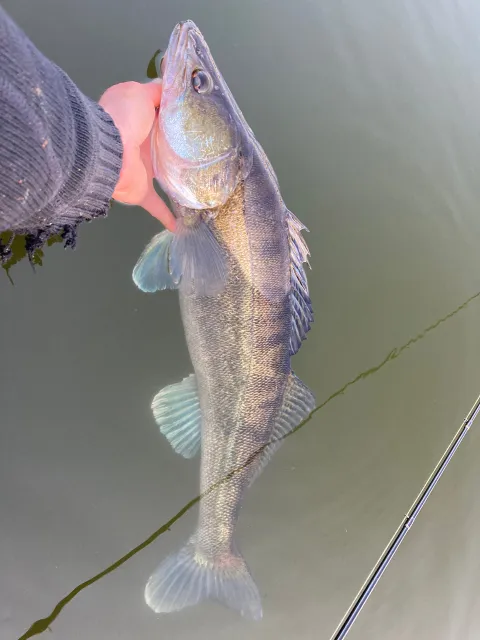 Zander