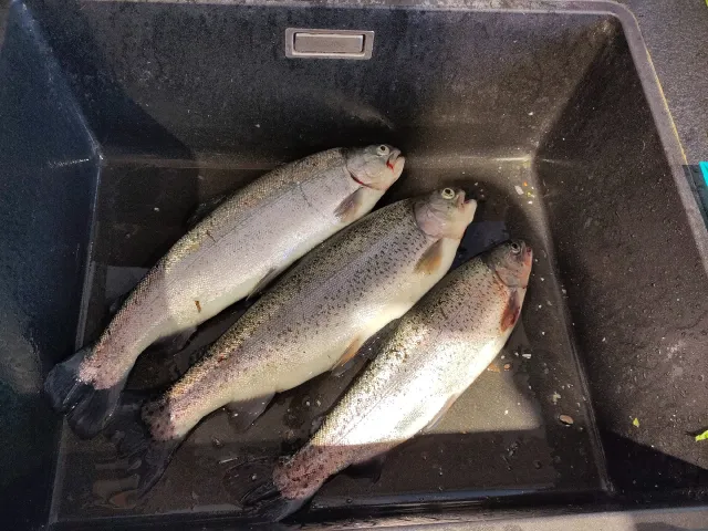 Regenbogenforelle