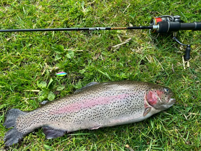 Regenbogenforelle