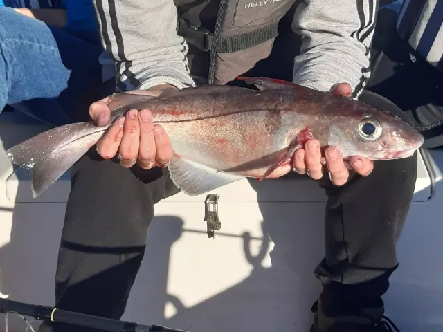Schellfisch