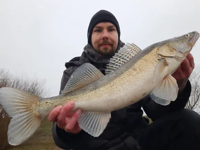 Zander
