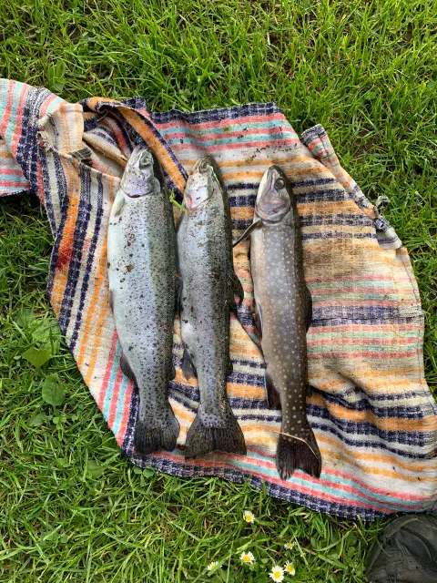 Regenbogenforelle